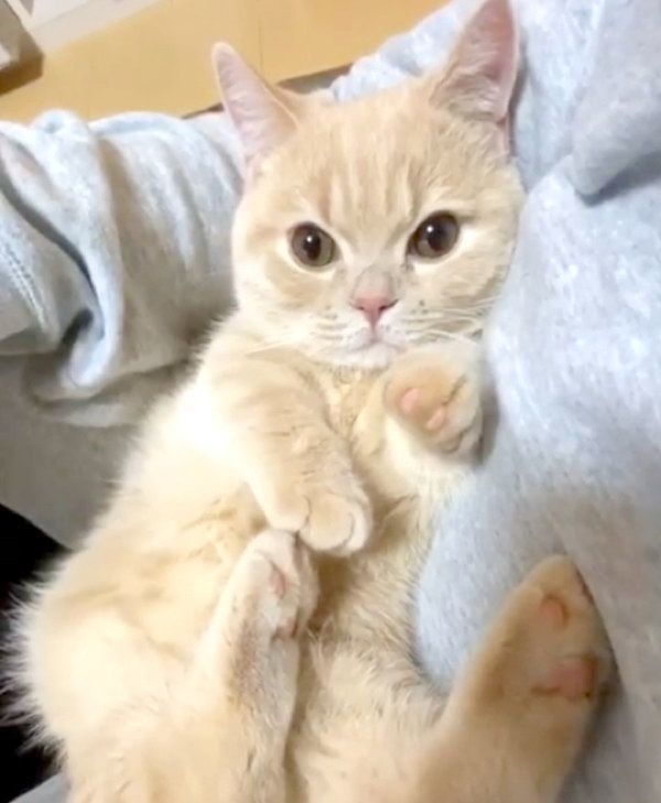 くつろぐむぎちゃん