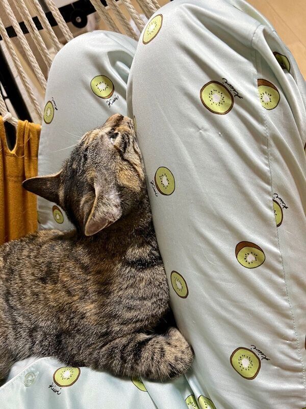 飼い主さんの膝の上でくつろぐモカちゃん