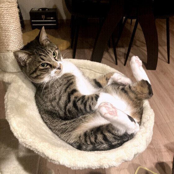 おじさん座りをしてテレビを観るMIX猫