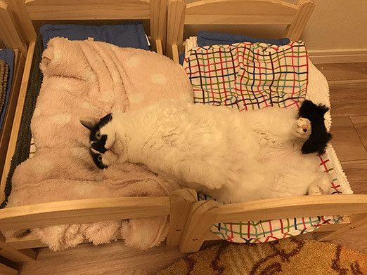 わが家の猫たちの寝室使いこなし術