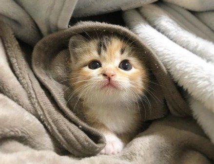 毛布にくるまる子猫ちゃん