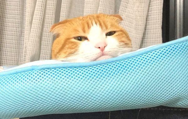 くつろぐスコティッシュフォールド