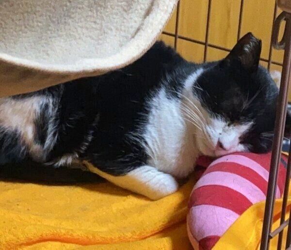 安心したように眠るハッチちゃん