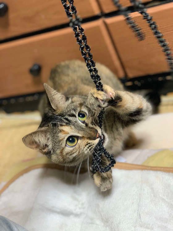 ヘアゴムで遊ぶキジトラ猫