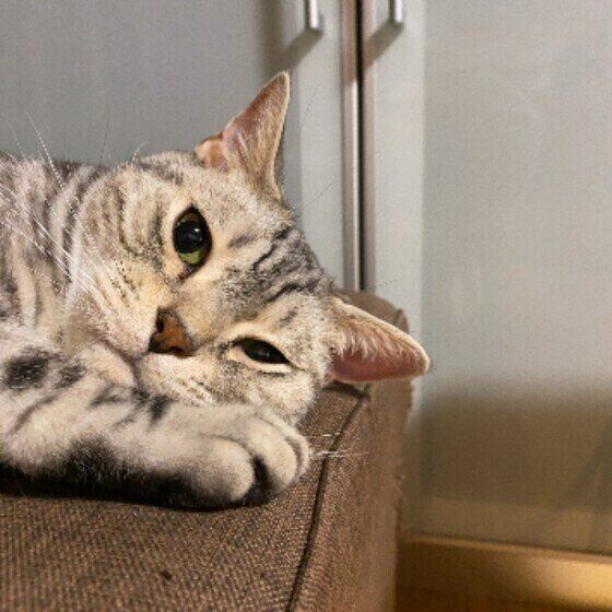 見つめるアメリカンショートヘア