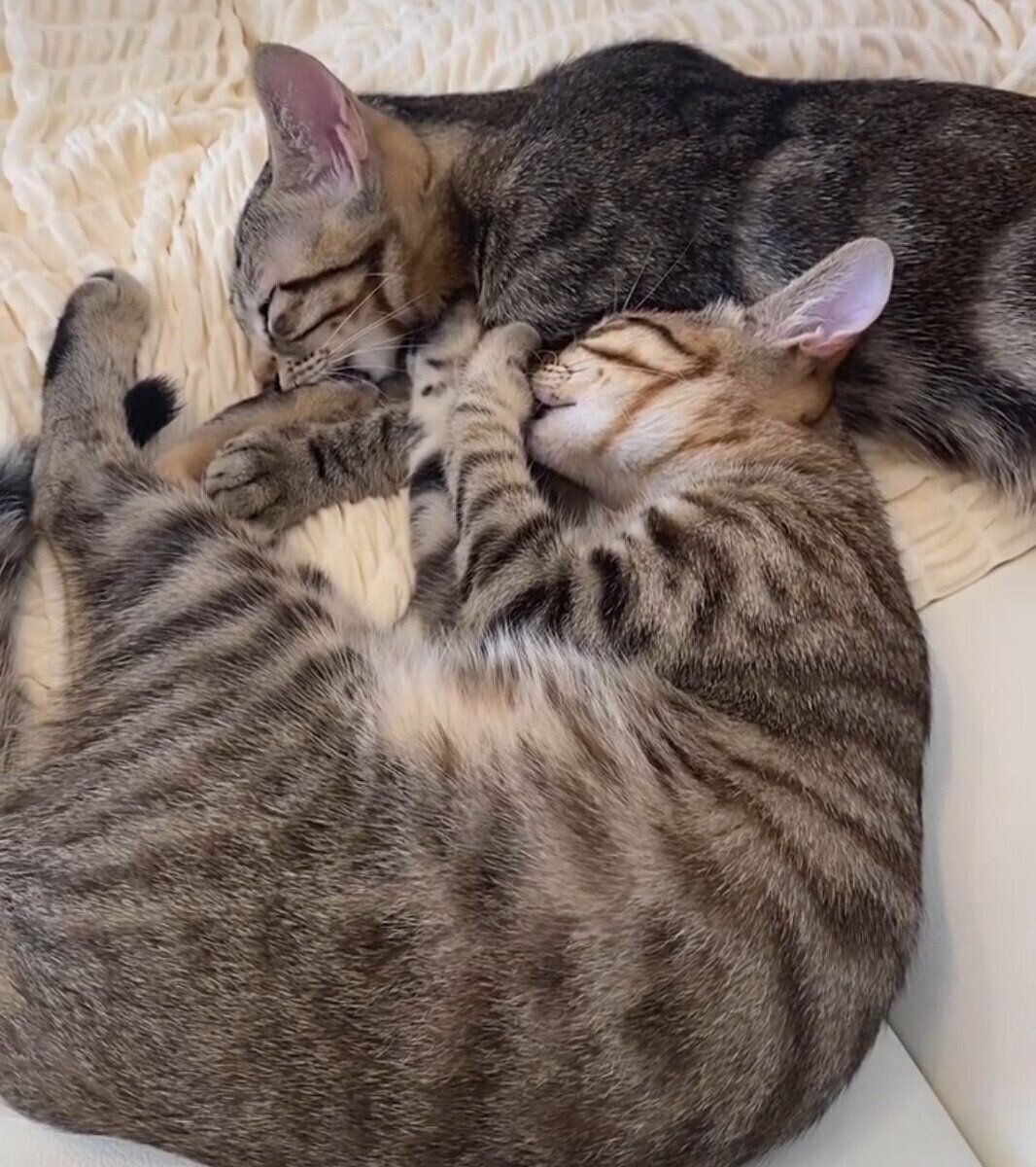 ダイアちゃん・ソラナちゃん