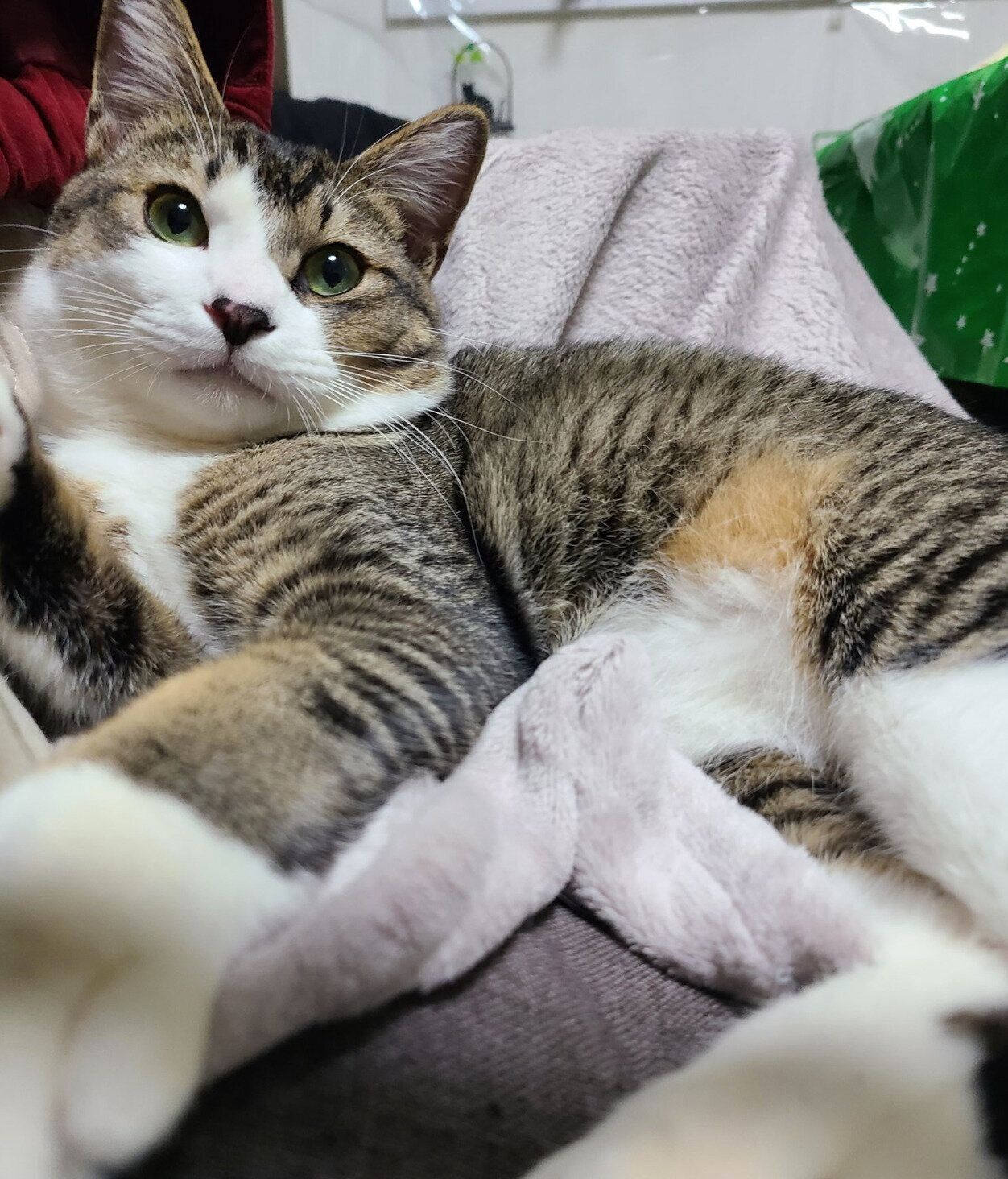 まったりするあずきくん。