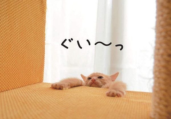 高い場所に登る猫