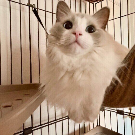 ハンモックでまったりするラグドール