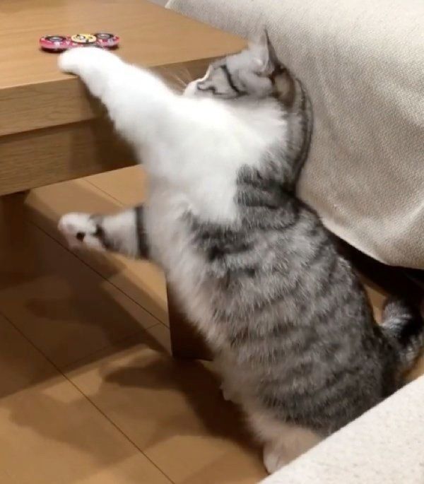 ハンドスピナーを回したいマンチカン