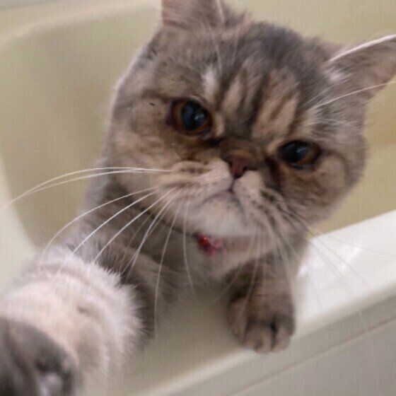 お風呂場で猫パンチするエキゾチックショートヘア