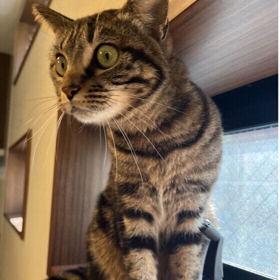 音に反応するキジトラ猫