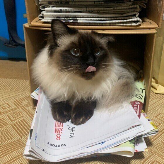 箱の中に入る猫