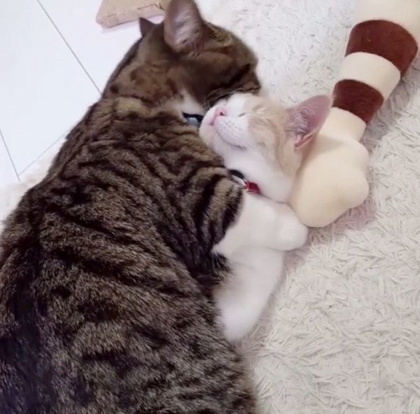 仲良しなマンチカン