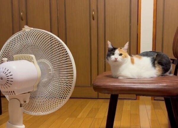 扇風機を独占するみたらしちゃん