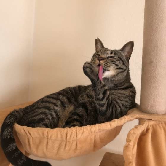 猫タワーで前足をなめる猫
