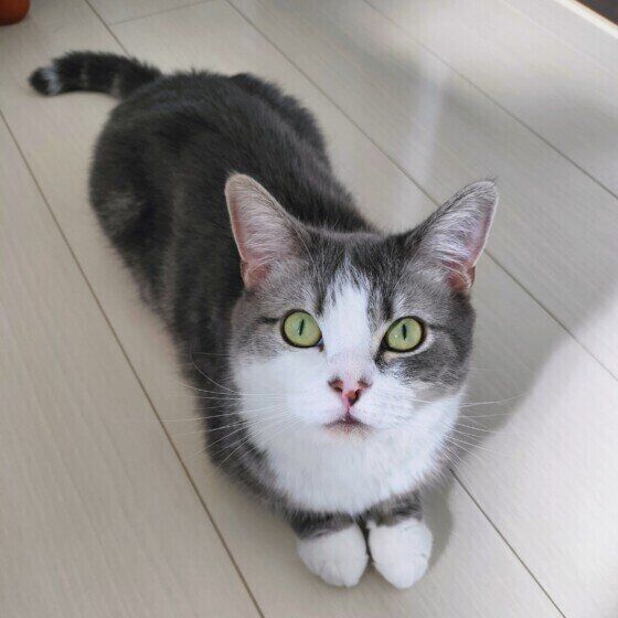 じっと見つめてくる猫