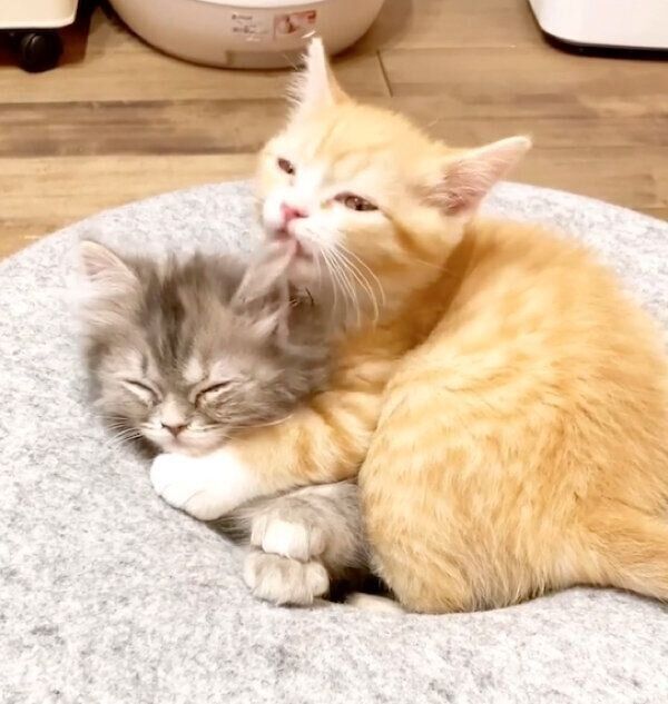 仲良しなテテくんとモモちゃん