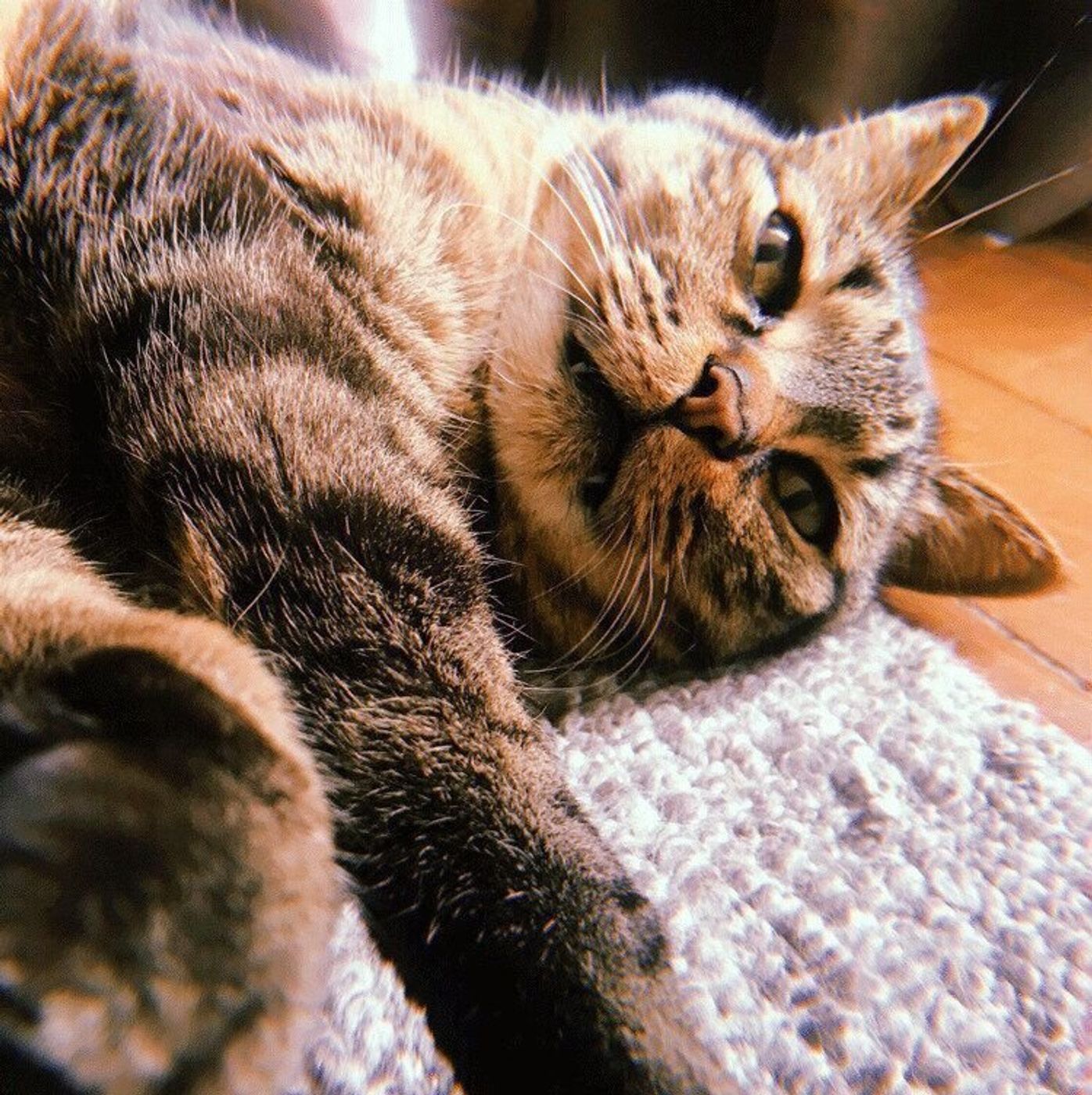 おなかポンポンの要求はエンドレス しまねこぐぐ Vol 66 ねこのきもちweb Magazine おなかポンポンの要求はエンドレス しまねこぐぐ Vol 66 ねこのきもちweb Magazine