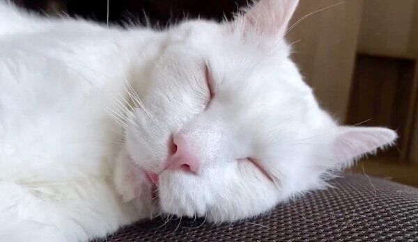 変顔をして眠るセツちゃん