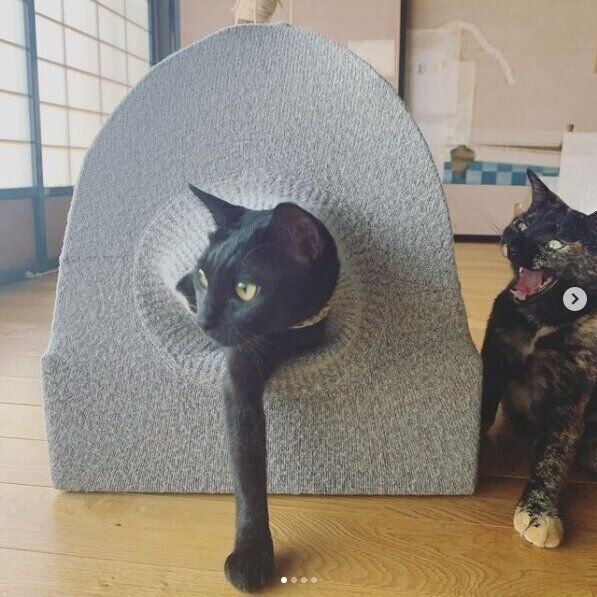 手作りの猫テントと猫