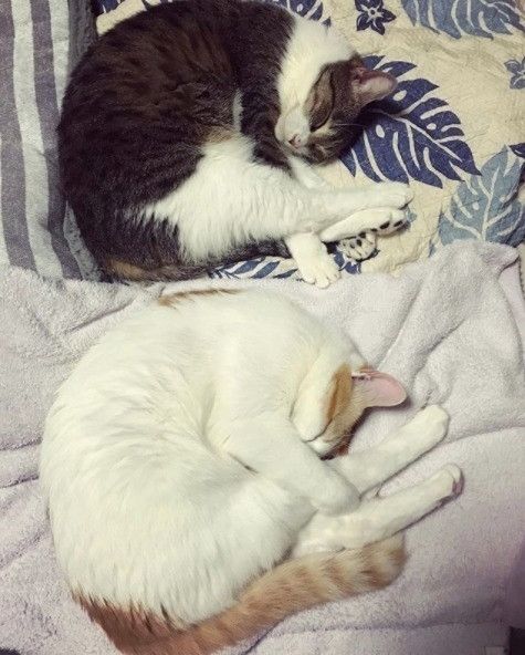 アンモニャイトでお昼寝