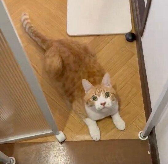 お出迎えする琥吉くん
