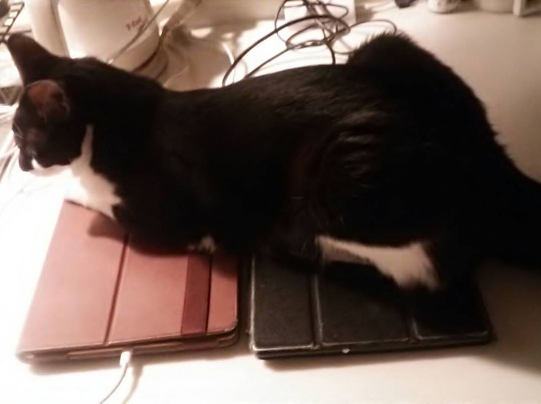iPadの上に座る猫