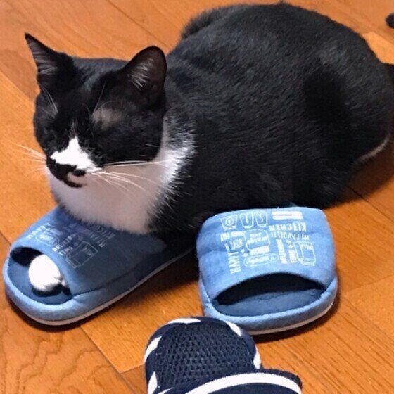 スリッパに前足を入れる猫