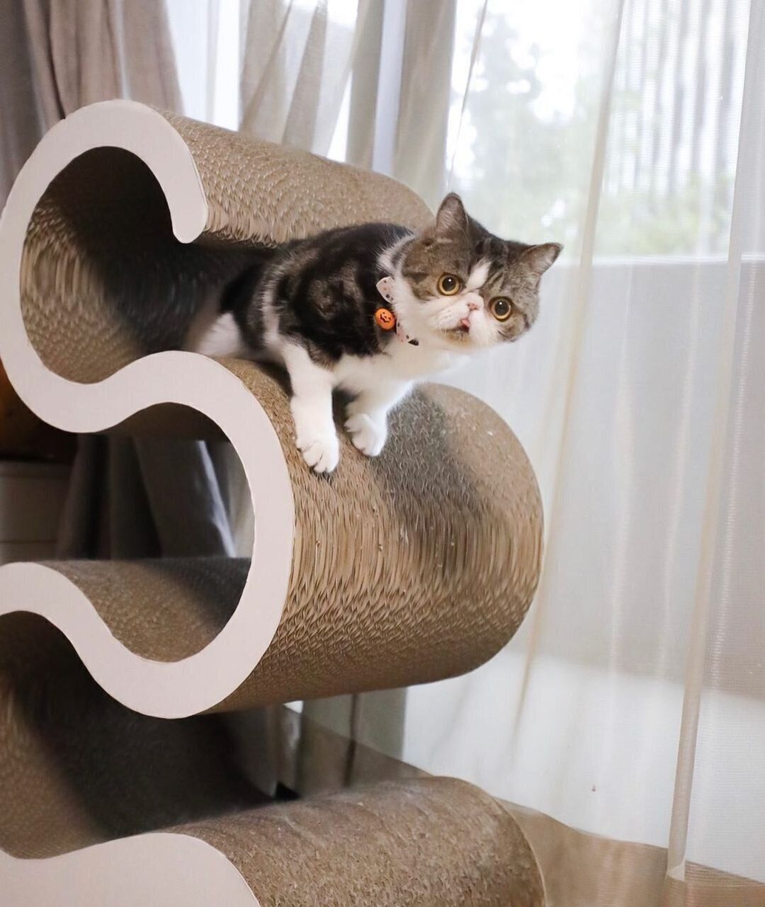 ぬるんと出てくるぼっこちゃん