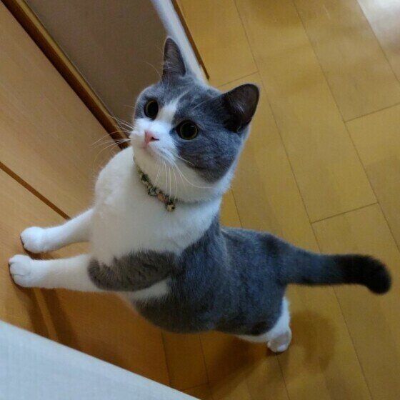 スコティッシュ