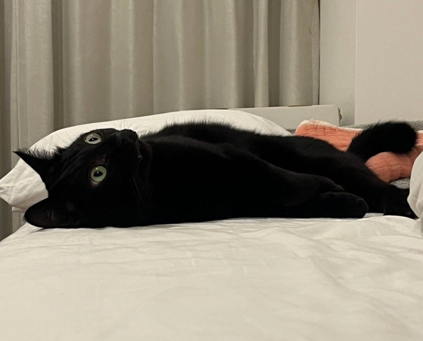 「電池切れ」なクロタくん