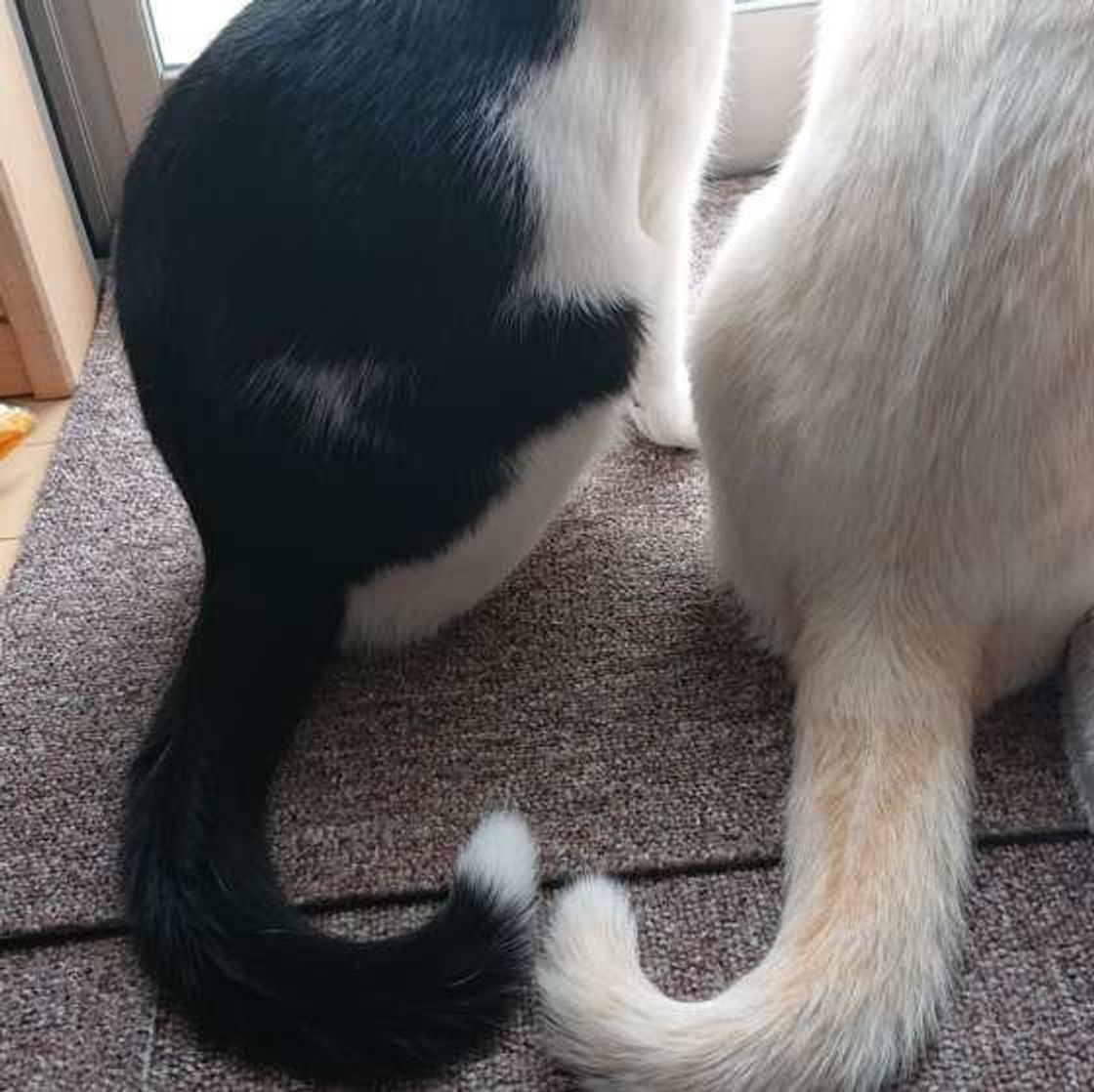 猫のしっぽがボワッとふくらんだときは しっぽでわかる猫の気持ち ねこのきもちweb Magazine 猫のしっぽがボワッとふくらんだときは しっぽでわかる猫の気持ち ねこのきもちweb Magazine