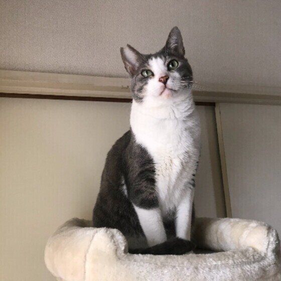 サバトラのヨスケくん