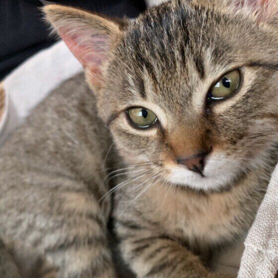 くつろぐキジトラ