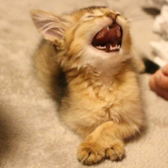 口を開けるソマリ