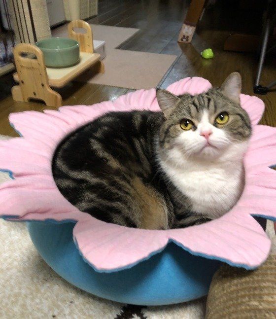 お花のベッドの上で丸まる猫