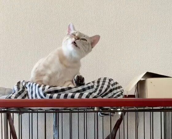 くしゃみをするふくるくん