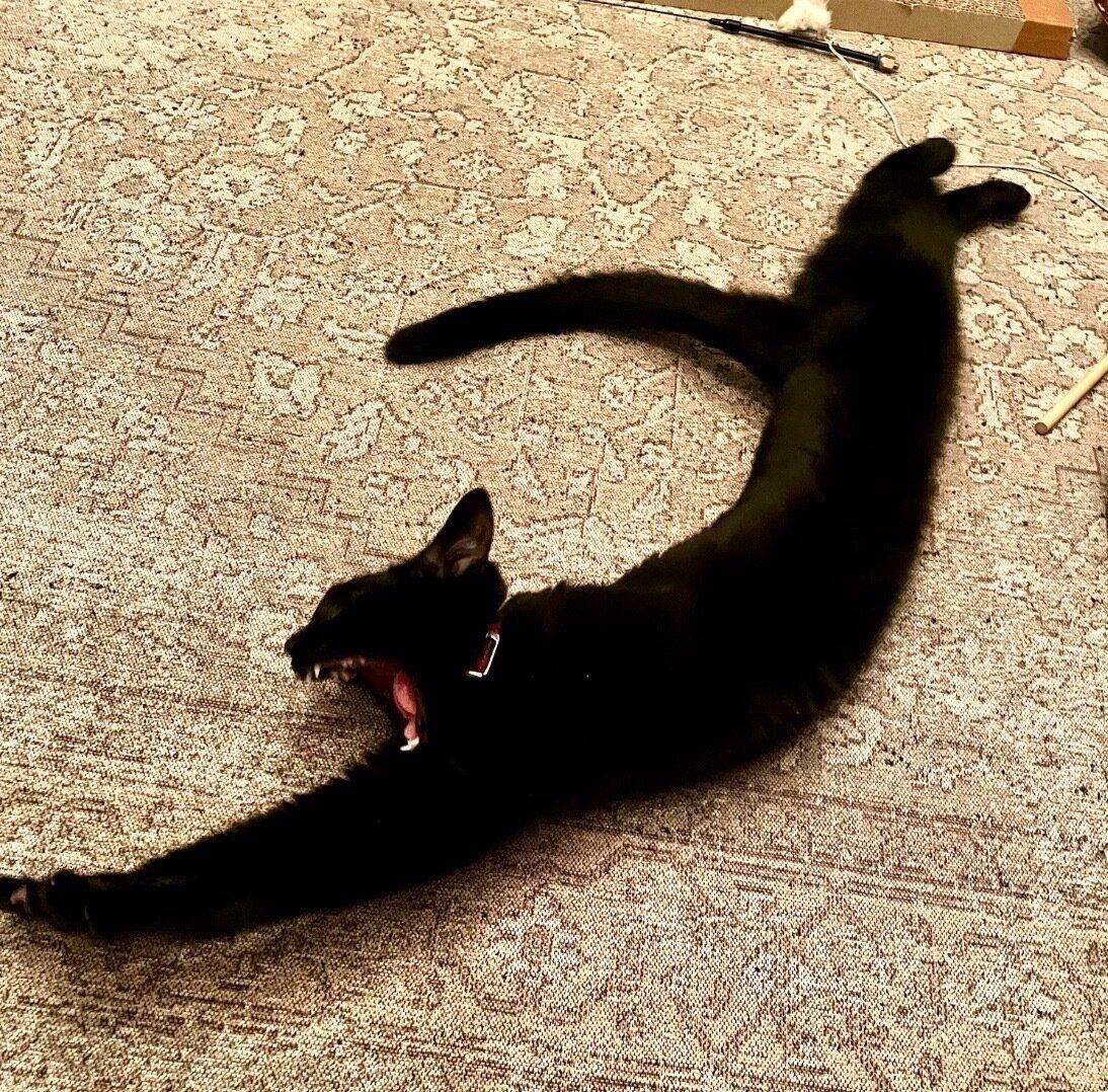 伸びをするなのちゃん