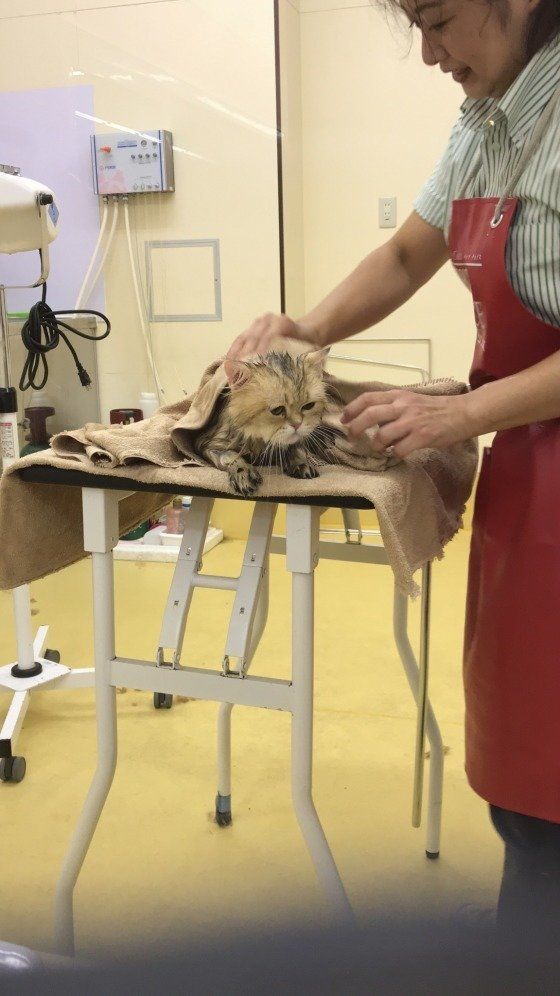 シャンプー後のペルシャ猫