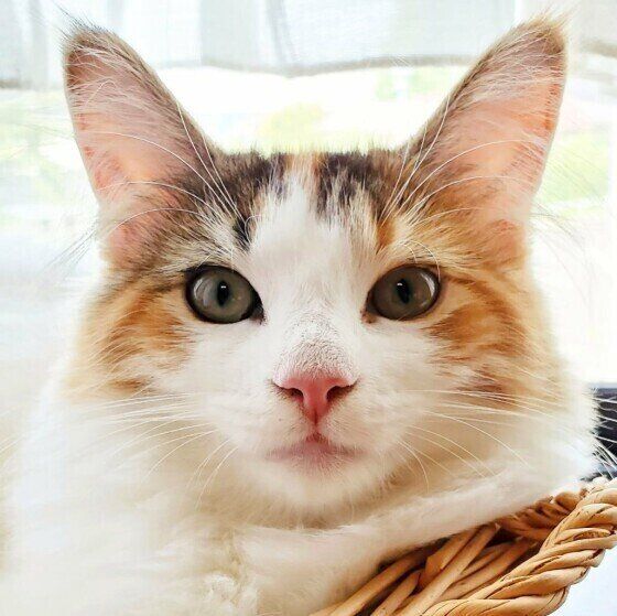 モカちゃん（ノルウェージアンフォレストキャット）