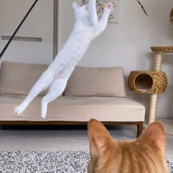 白のなでしこちゃん