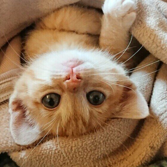 MIX茶トラのレイちゃん