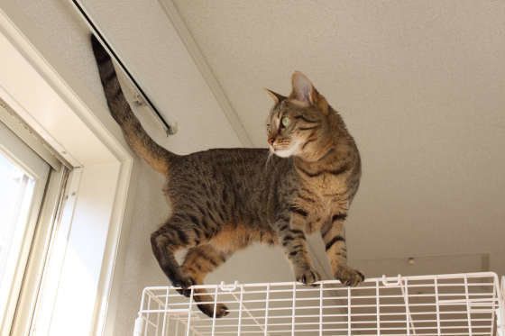 窓からの風を感じるベンガル猫