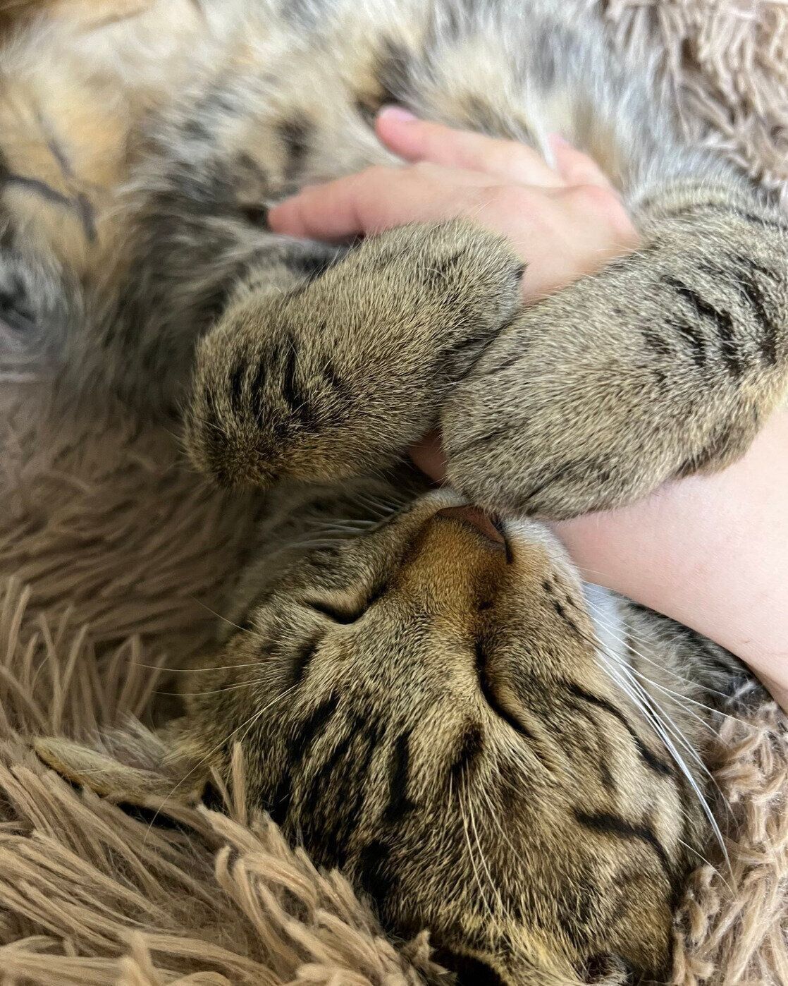 腕に抱きつくルイくん