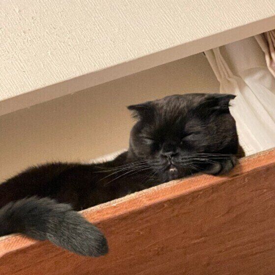 眠るスコティッシュフォールド