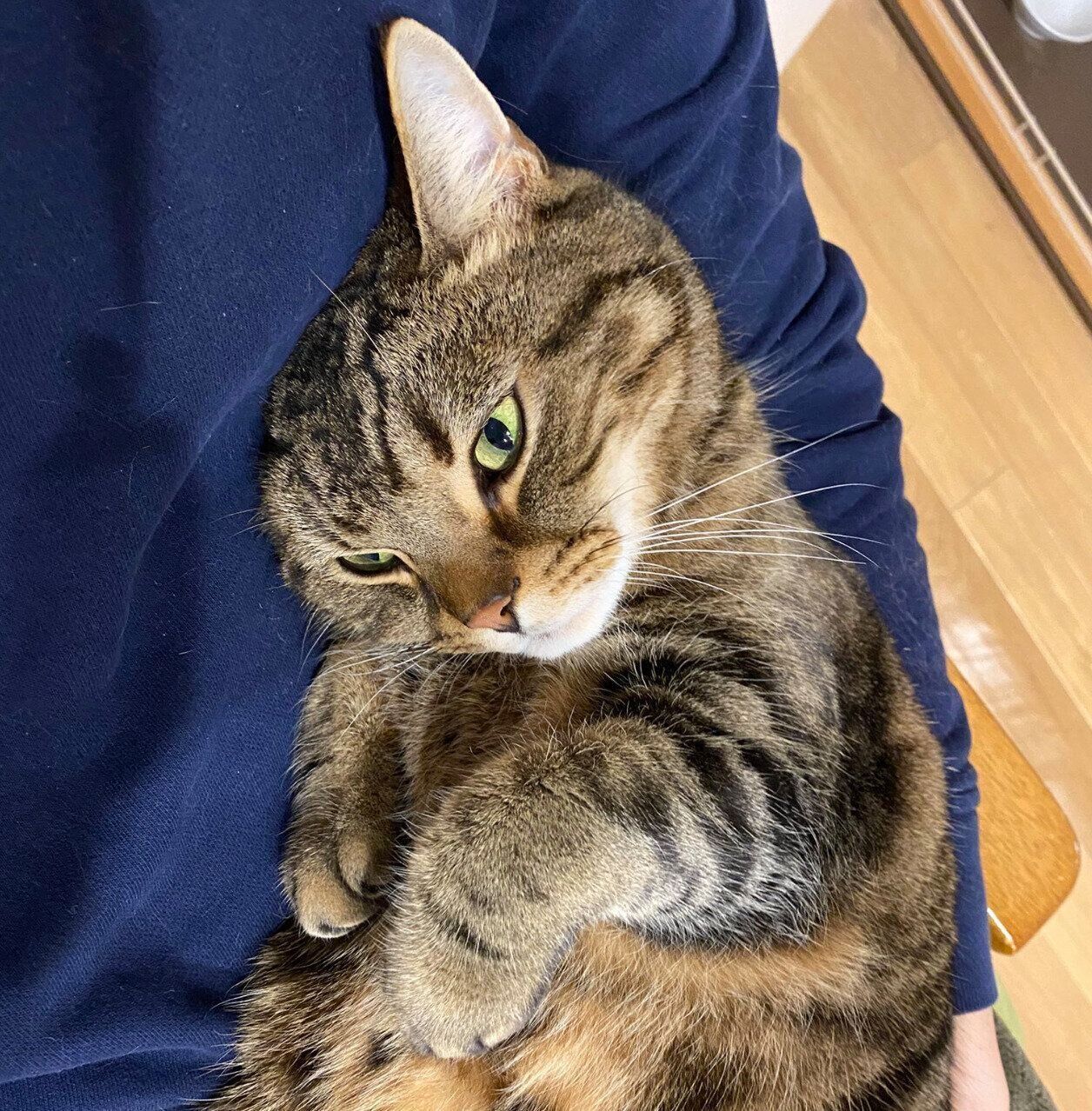 飼い主さんに甘えるほっけくん