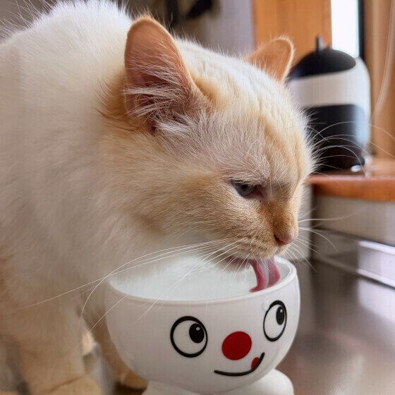 水を飲むバーマン