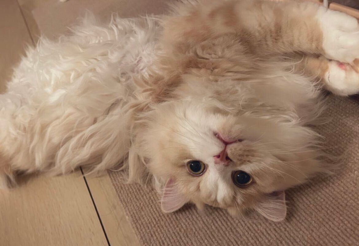 仰向けで飼い主を見るミヌエット