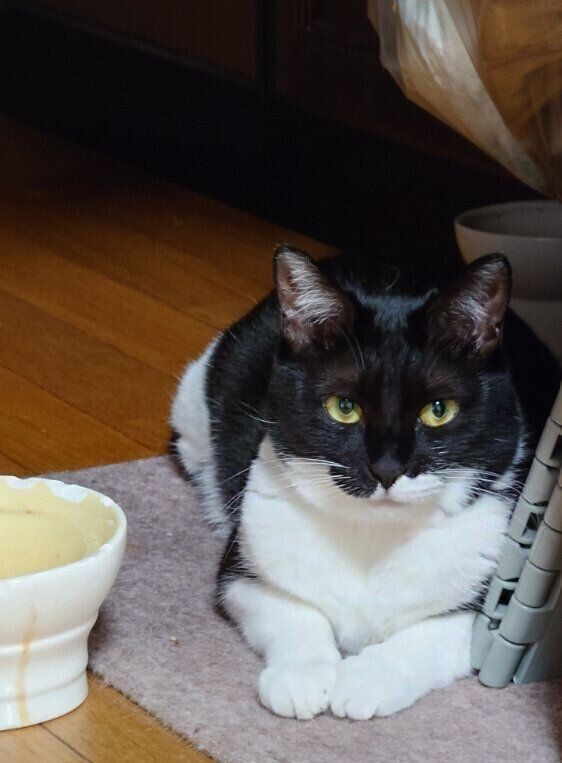 くつろいでいる猫